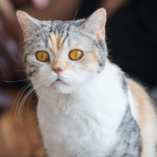 American store wirehair cat